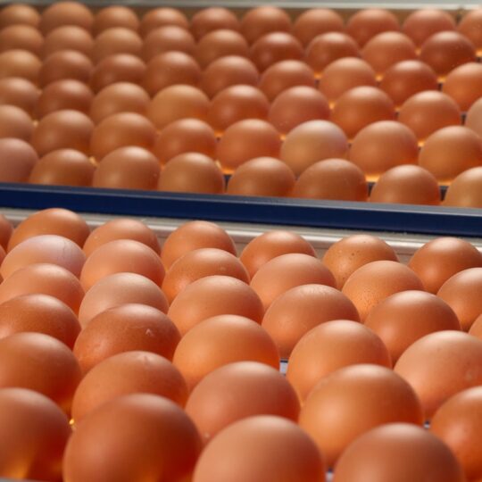 #18 CHOLESTERIN: „Auweia, zu viele Eier?“