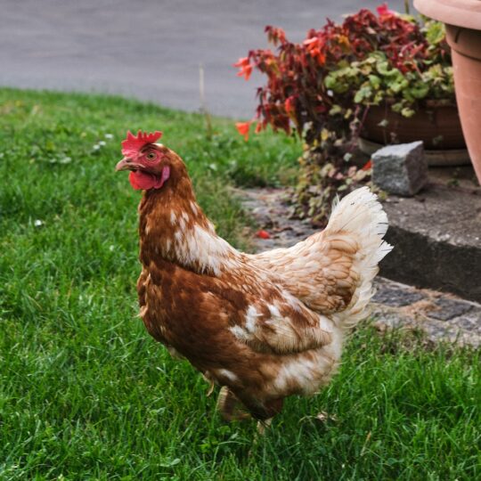 #32 VOGELGRIPPE: Schützen wir unsere Hühner