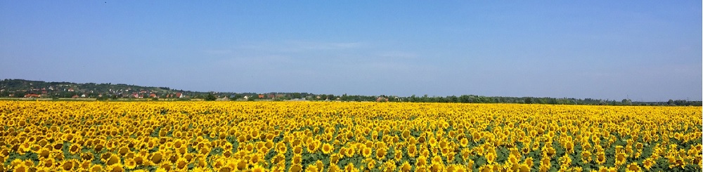 Regen Anbau Sonnenblumen