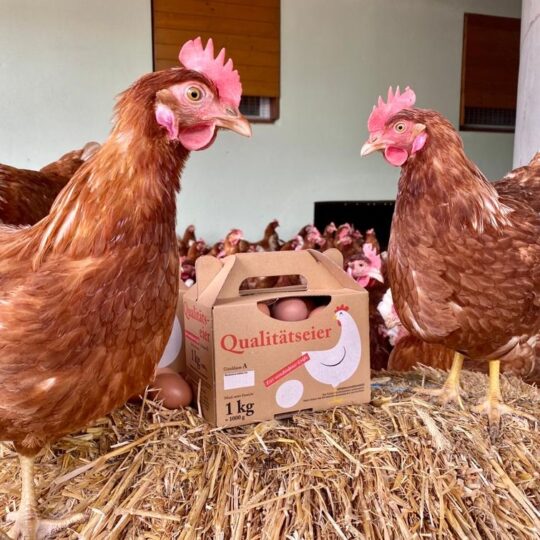 #48 Junge Hühner, kleine Eier!