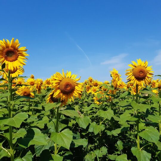 #60 ERNTEDANK: Sonnenblumenpracht und Kürbisernte