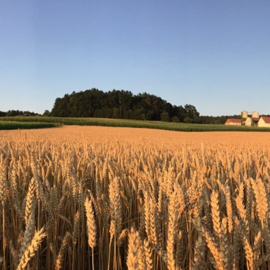 #63 ERNTEZEIT und Ernteausfall