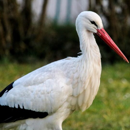 #71 Warum OSTEREIER – und was haben Fuchs und Storch damit zu tun?