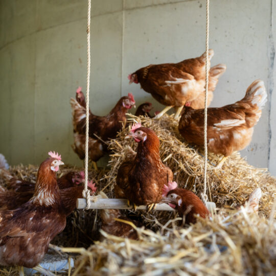 #90 VOGELGRIPPE: Risikogebiet Österreich und Schutzmaßnahmen am Hofveitl-Hof