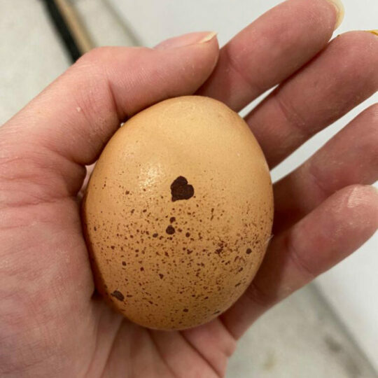 #95 LIEBE GEHT DURCH DEN MAGEN: Frühstücksrezepte mit Hofveitl-Eiern 