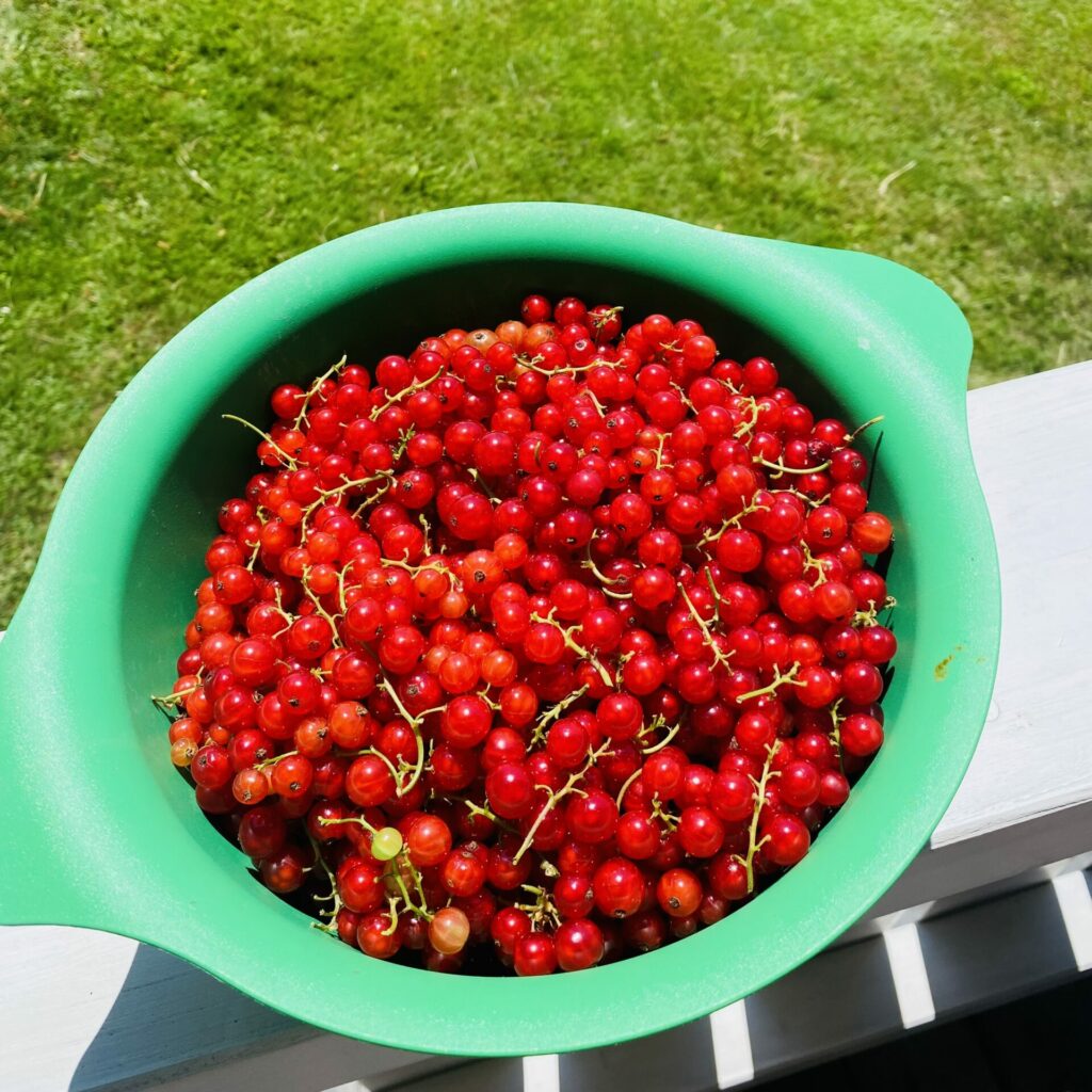 Frisch geerntete Ribisel